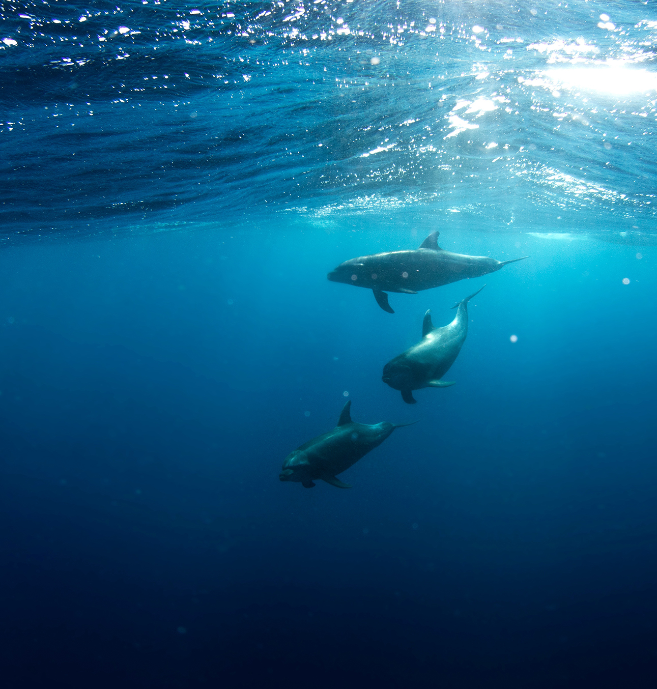 Müll im Meer Müll im Meer
