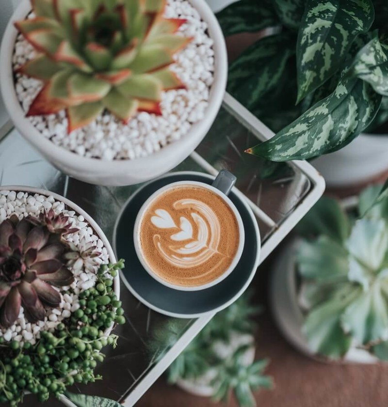 5 Tipps, wie Sie mit Kaffee Ihren Garten pflegen
