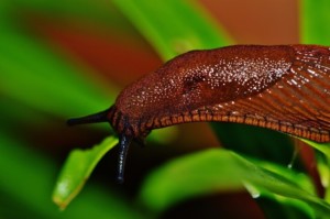 Schnecke im Garten